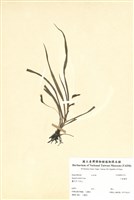 藏品(小金梅草)的圖片